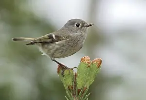 Framed Print : Ruby-crowned Kinglet Print, Adult Bird Framed Print : Ruby-crowned Kinglet Print, Adult Bird