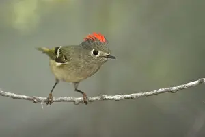 Ruby-crowned Kinglet Print, January 2009