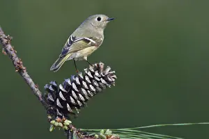 Roodkroonhaan, Ruby-crowned kinglet, Regulus calendula