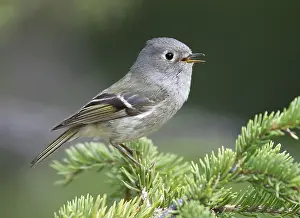 Framed Print : Ruby-crowned Kinglet Print, May 2009 Framed Print : Ruby-crowned Kinglet Print, May 2009
