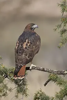 Buteo Jamaicensis Prints: Roodstaartbuizerd, Red-tailed Hawk, Buteo jamaicensis