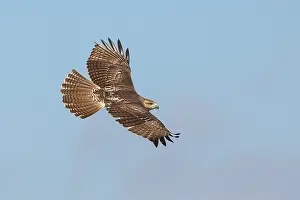 Buteo Jamaicensis Prints: Roodstaartbuizerd, Red-tailed Hawk, Buteo jamaicensis
