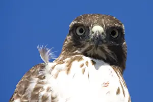 Buteo Jamaicensis Prints: Roodstaartbuizerd, Red-tailed Hawk, Buteo jamaicensis