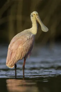 Roseate Spoonbill Prints: Roseate Spoonbill