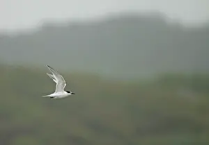 Rare Bird Species Europe Prints: Roseate Tern, Sterna dougallii