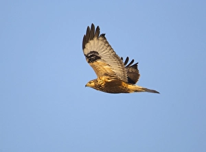 Birds In Flight Europe Prints: Rough-legged Buzzard, Ruigpootbuizerd, Buteo lagopus