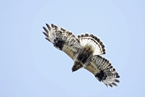 Birds In Flight Europe Prints: Rough-legged Buzzard, Ruigpootbuizerd, Buteo lagopus