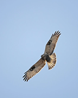 Rough-legged Buzzard Print - Buteo lagopus in Flight