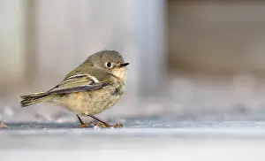 North American Bird Species Prints: Ruby-crowned kinglet, Corthylio calendula