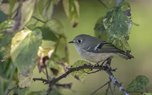 Autumn Bird Migration Prints: Ruby-crowned Kinglet, Regulus calendula