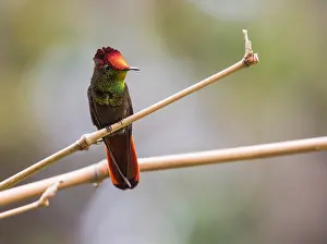 Ruby Topaz Hummingbird Print