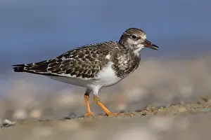 Nature Wildlife Images Prints: Ruddy Turnstone
