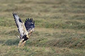 Print of a Juvenile Rough-legged Buzzard in Flight