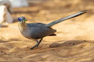 Madagascar Nature Photography Prints: Running Coua, Coua cursor