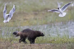 Finland Wildlife Images Prints: A running wolverine, Gulo gulo