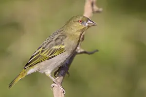 Passeriformes Species Prints: Ruppell's Weaver