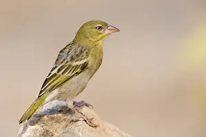 Passeriformes Bird Species Prints: Ruppell's Weaver