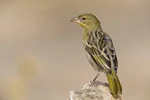 Passeriformes Bird Species Prints: Ruppell's Weaver