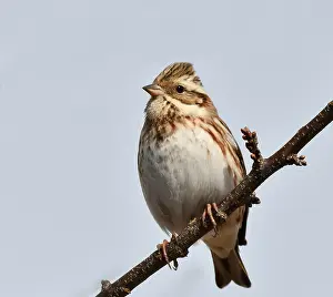 Japanese Wildlife Photography Prints: Rustic Bunting, Emberiza rustica