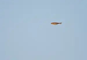 In Flight Bird Photography Tips Prints: Rustic Bunting, Emberiza rustica