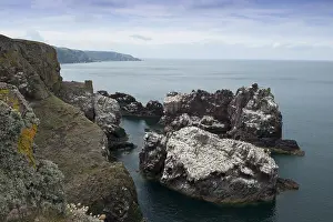 Europe Sea Views Prints: Saint Abbs Head