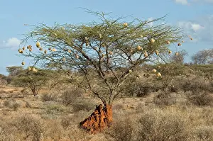 African Desert Landscape Photo Prints: Samburu NP