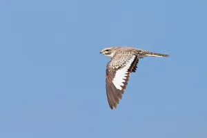 Peruvian Wildlife Photos Prints: Sand-colored Nighthawk