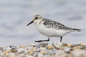 Calidris Alba Species Prints: Sanderling