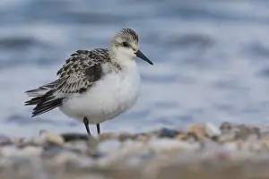 Charadriiformes Birds Europe Prints: Sanderling