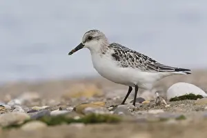 Shorebird Species Prints: Sanderling