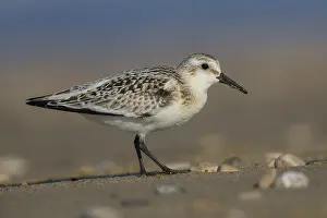 Nature Animal Pictures Prints: Sanderling