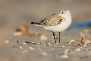 Sanderling, Calidris alba