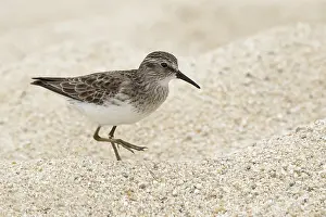 Wildlife Photography North America Prints: Least Sandpiper