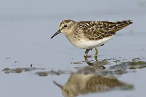 North American Wildlife Prints: Least Sandpiper