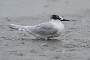Sandwich Tern Prints: Sandwich Tern