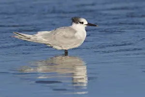 Water Birds Europe Prints: Sandwich Tern