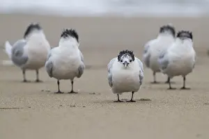 Bird Species In Europe Prints: Sandwich Tern