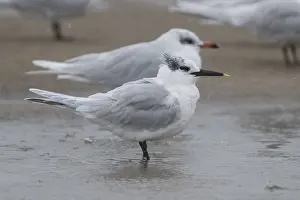 Mediterranean Gull Prints: Sandwich Tern