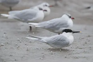 Winter Plumage Birds Prints: Sandwich Tern