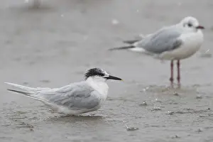 Winter Plumage Birds Prints: Sandwich Tern