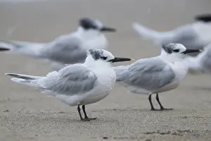 Charadriiformes Bird Family Prints: Sandwich Tern