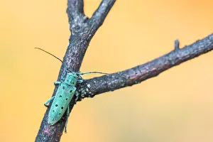 Saperda octopunctata