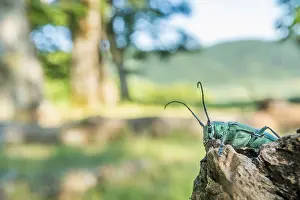 Saperda octopunctata Print - Beetle Imaginal Photograph