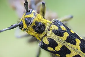Saperda Scalaris Prints: Saperda scalaris