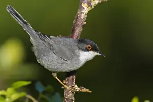 Birdwatching In Europe Prints: Sardinian Warbler