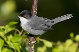 Italian Wildlife Photography Prints: Sardinian Warbler