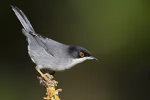Sylviidae Family Birds Prints: Sardinian Warbler