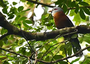 Island Nature Photography Prints: Scale-feathered Malkoha