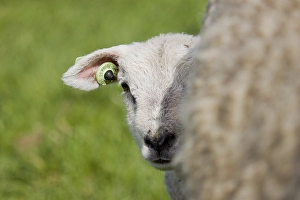 Texel Sheep Prints: Schaap, sheep
