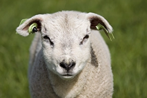 Texel Sheep Prints: Schaap, sheep